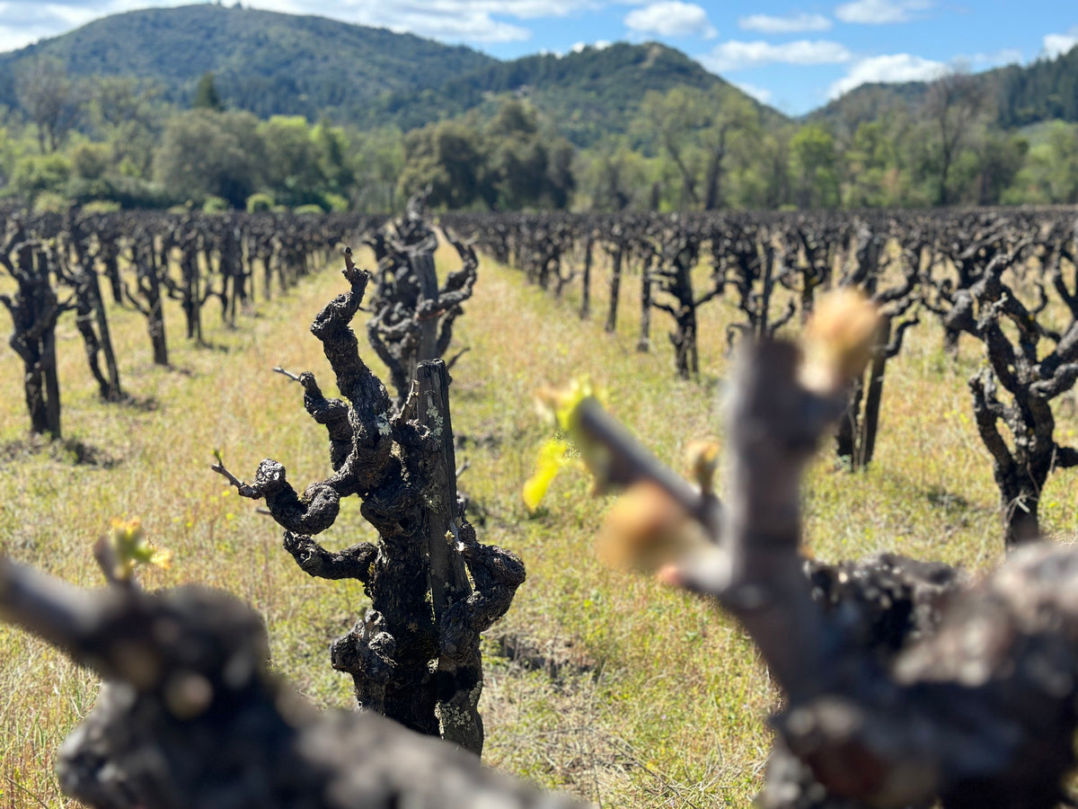 Winery STEF vineyard landscape